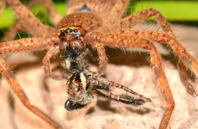 Huntsman Spider dining on a jumping spider.Photo by: Jean and Fredhttps://creativecommons.org/licenses/by/2.0/