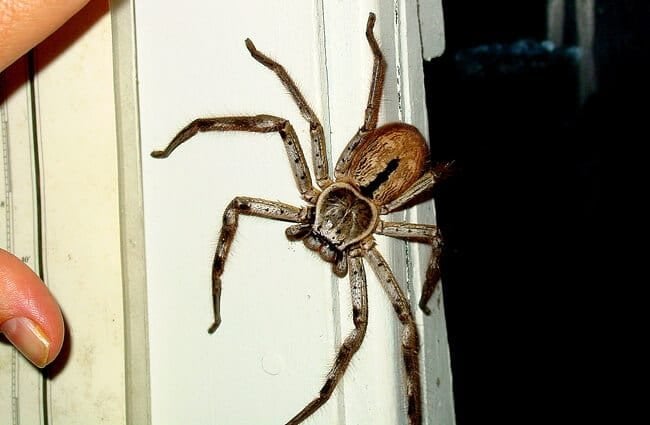 Большой паук-охотник на дверном косяке. Фото: F Delventhalhttps://creativecommons.org/licenses/by/2.0/