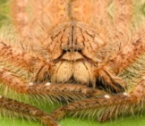 Heteropoda Davidbowie Is A Species Of Huntsman Spider.photo By: Zlenghttps://Creativecommons.org/Licenses/By/2.0/