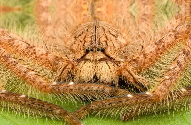 Heteropoda davidbowie is a species of Huntsman Spider.Photo by: Zlenghttps://creativecommons.org/licenses/by/2.0/