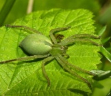 Green Huntsman Spider (Micrommata Virescens) Female.photo By: Bernard Duponthttps://Creativecommons.org/Licenses/By/2.0/