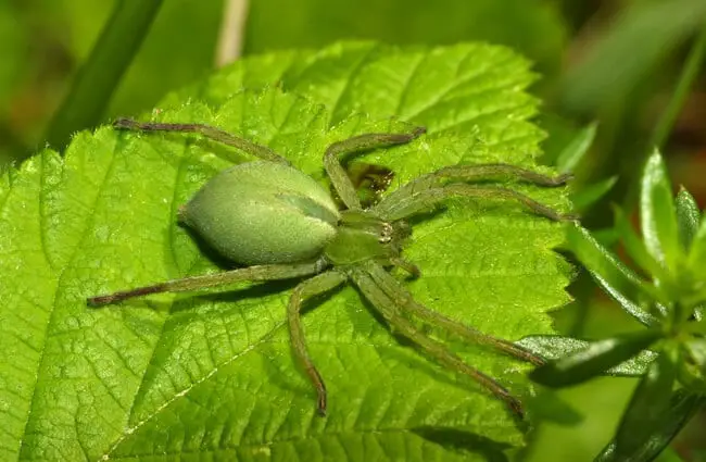 Зеленый паук-охотник (Micrommata virescens) самка. Фото: Bernard DUPONThttps://creativecommons.org/licenses/by/2.0/