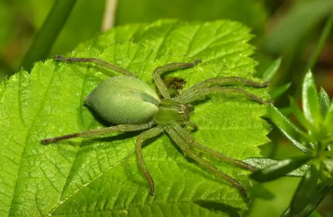 Huntsman Spider: Apex Predator in a Microhabitat