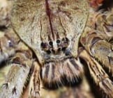 Closeup Of A Huntsman Spiderphoto By: Bernard Duponthttps://Creativecommons.org/Licenses/By/2.0/