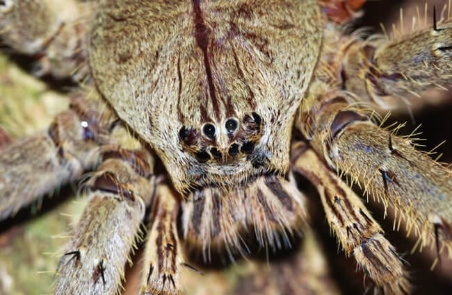 Closeup of a Huntsman SpiderPhoto by: Bernard DUPONThttps://creativecommons.org/licenses/by/2.0/
