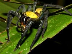 Black-and-gold Huntsman Spider, photographed in Malaysia.Photo by: Bernard DUPONThttps://creativecommons.org/licenses/by/2.0/