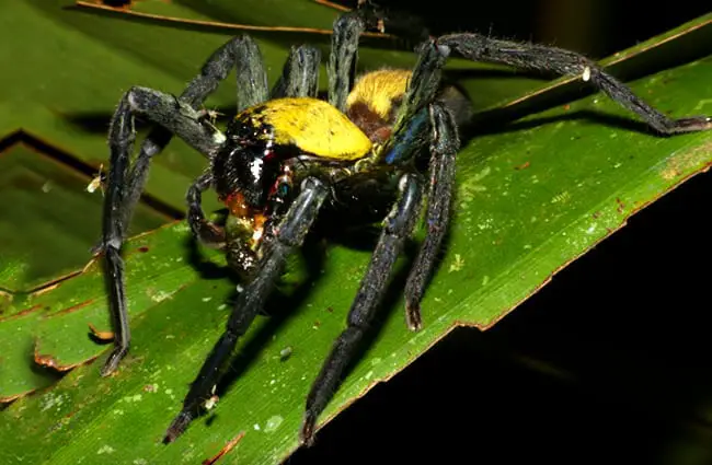 Huntsman Spider: Apex Predator in a Microhabitat