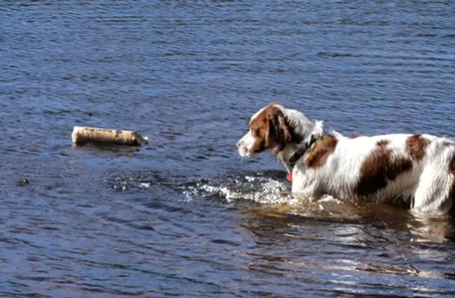 Irish Red and White Setter retrieving in the water Photo by: Andrea Pokrzywinski https://creativecommons.org/licenses/by/2.0/