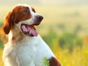Irish Red and White Setter in the early morning lightPhoto by: (c) glenkar www.fotosearch.com