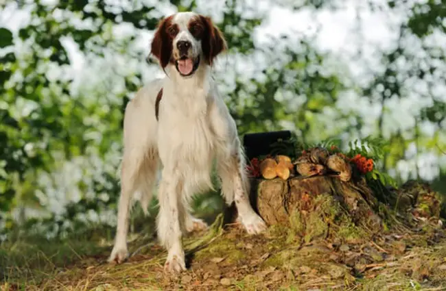 Portrait of an Irish Red and White Setter Photo by: (c) glenkar www.fotosearch.com