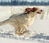 Irish Red And White Setter Racing Through The Snow Photo By: (C) Glenkar Www.fotosearch.com