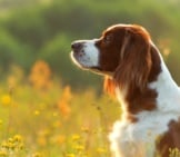 Irish Red And White Setter Portrait, In The Early Morning Meadow Photo By: (C) Glenkar Www.fotosearch.com