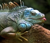 Closeup Of An Iguana