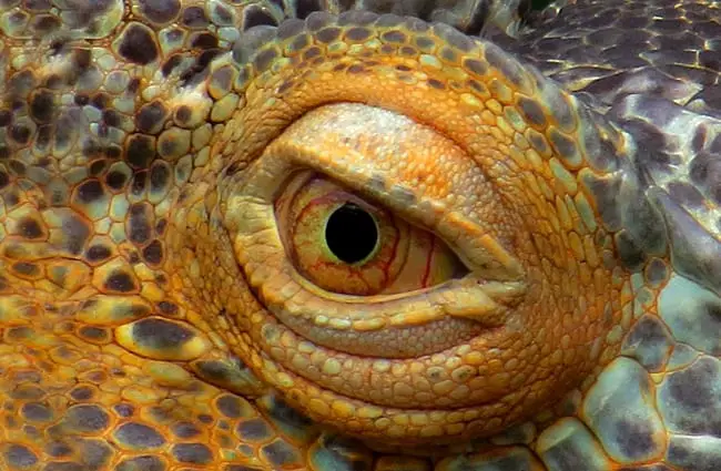 Extreme closeup of an Iguana&#039;s eye