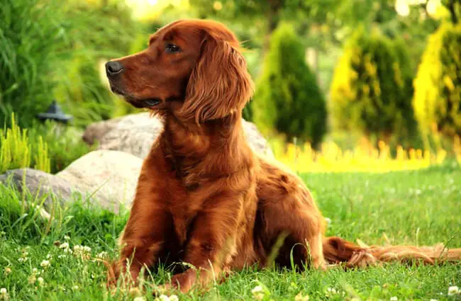 are irish setter the most intelligent dogs