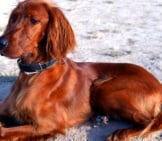 Young Irish Setter Lounging At The Beach