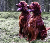 A Pair Of Mature Irish Setters At The Edge Of The Woods