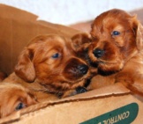 A Box Of Irish Setter Puppies Photo By: Tabi Https://Creativecommons.org/Licenses/By/2.0/
