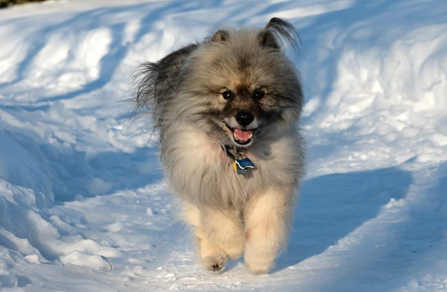 Keeshond in the snow