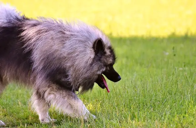 Keeshond playing in the yard