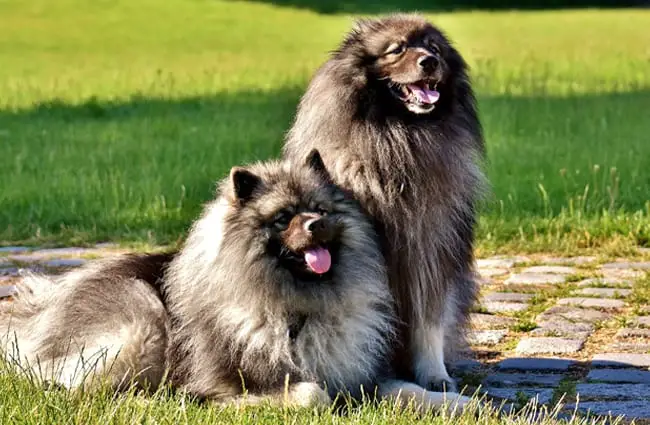 A beautiful pair of Keeshond posing in the park