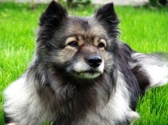 Portrait of a Keeshond