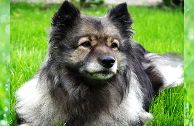 Portrait of a Keeshond