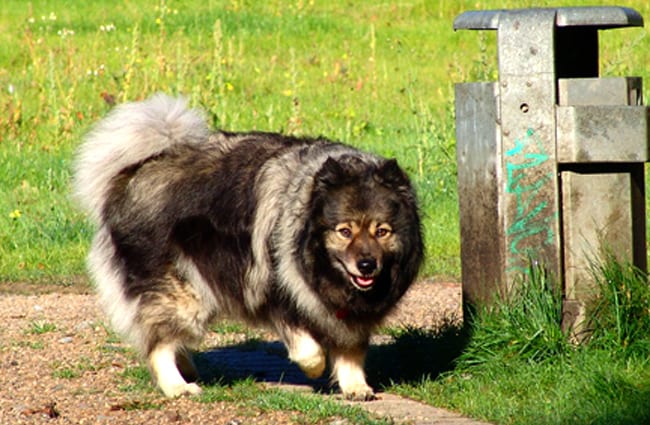 Keeshond at the park