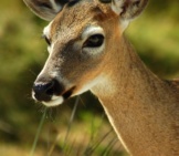 Closeup Of A Key Deer Doe Photo By: Ketzirah Lesser &Amp; Art Drauglis Https://Creativecommons.org/Licenses/By-Sa/2.0/