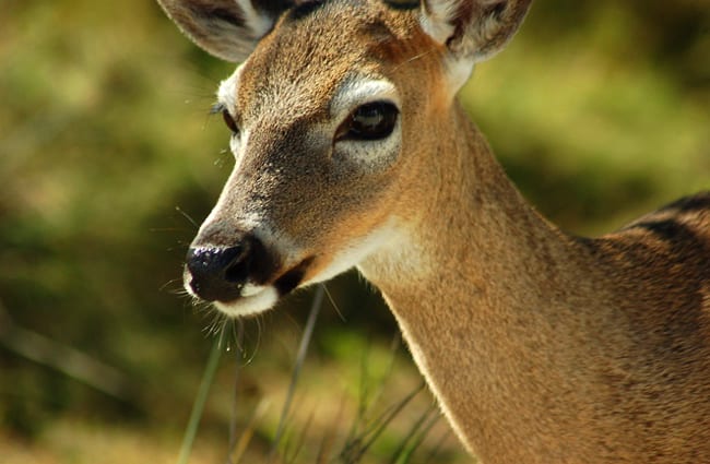 Closeup of a Key Deer doe Photo by: Ketzirah Lesser &amp; Art Drauglis https://creativecommons.org/licenses/by-sa/2.0/