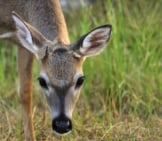 Young Key Deer Buck In The Florida Keysphoto By: (C) Doncon402 Www.fotosearch.com
