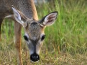 Young Key Deer buck in the Florida KeysPhoto by: (c) doncon402 www.fotosearch.com