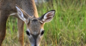 Young Key Deer buck in the Florida KeysPhoto by: (c) doncon402 www.fotosearch.com