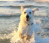 Kuvasz Dog Playing At The Beach.