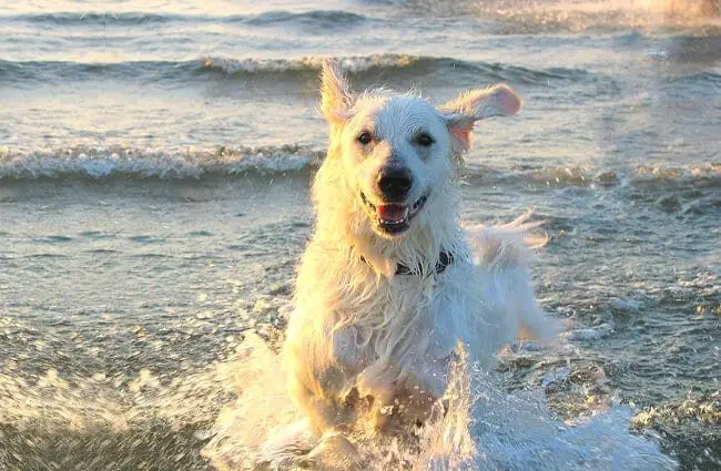 Собака кувас играет на пляже.