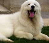 Beautiful Kuvasz Enjoying The Afternoon In The Yard.photo By: Https://Creativecommons.org/Licenses/By-Sa/2.0/