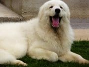 Beautiful Kuvasz enjoying the afternoon in the yard.Photo by: https://creativecommons.org/licenses/by-sa/2.0/