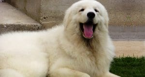 Beautiful Kuvasz enjoying the afternoon in the yard.Photo by: https://creativecommons.org/licenses/by-sa/2.0/