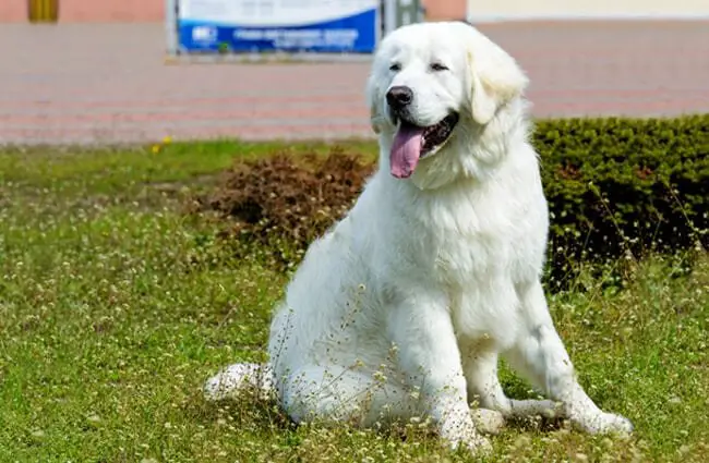 Young Kuvasz posing in the yard. Photo by: (c) volofin www.fotosearch.com