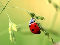 Ladybug clinging to a slender perch.ladybird, lady beetle, ladybird beetle, beetle
