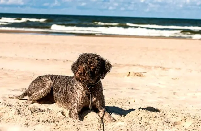 Lagotto Romagnolo playing at the beach Photo by: Heinrihsons https://creativecommons.org/licenses/by-sa/2.0/