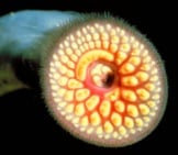 Sea Lamprey Photo By: Noaa Great Lakes Environmental Research Laboratory Https://Creativecommons.org/Licenses/By-Sa/2.0/