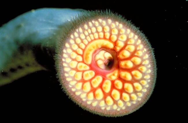 Sea lamprey Photo by: NOAA Great Lakes Environmental Research Laboratory https://creativecommons.org/licenses/by-sa/2.0/
