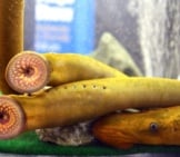 Sea Lamprey Displayed At The Duluth Boat Show Photo By: Usfws Midwest Region Https://Creativecommons.org/Licenses/By-Sa/2.0/
