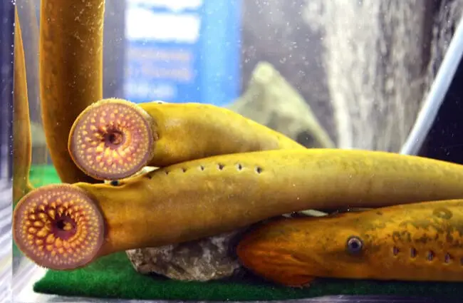 Sea Lamprey displayed at the Duluth Boat Show Photo by: USFWS Midwest Region https://creativecommons.org/licenses/by-sa/2.0/