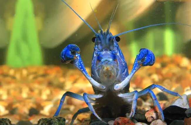 Bright blue lobster in an aquarium Photo by: Kamillo Kluth https://creativecommons.org/licenses/by/2.0/ 