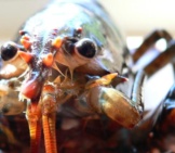 Closeup Of A Lobster
