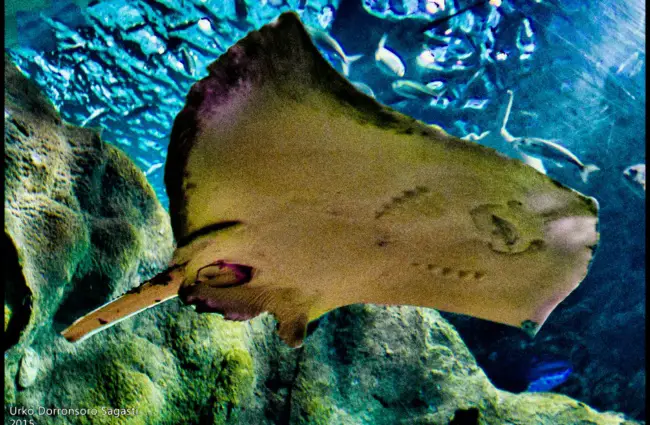Manta ray photographed from the under side Photo by: Urko Dorronsoro https://creativecommons.org/licenses/by-sa/2.0/