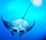 Each Manta Ray Has Unique Markings On Its Underside