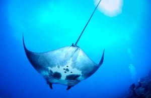 Each manta ray has unique markings on its underside